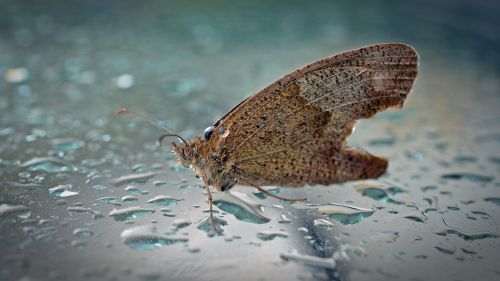 butterfly animal wet