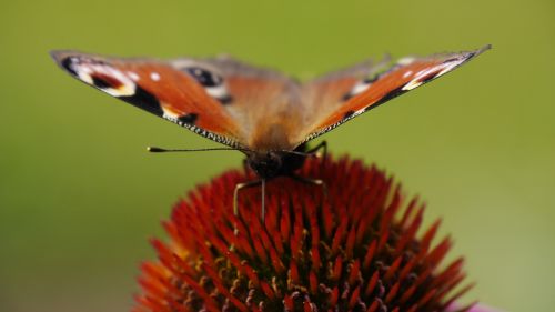 butterfly flower insect