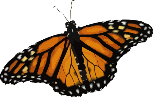 butterfly monarch butterfly danaus plexippus