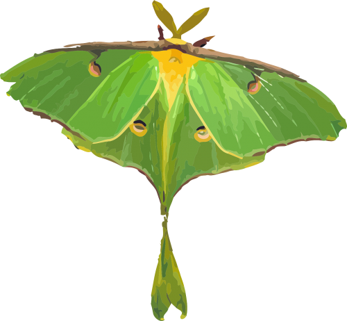 butterfly green yellow
