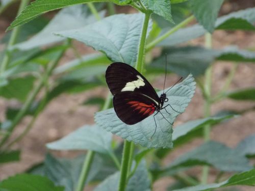 butterfly leaves close up