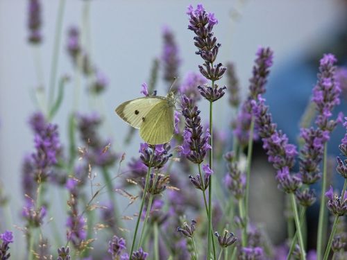 butterfly lavender purple