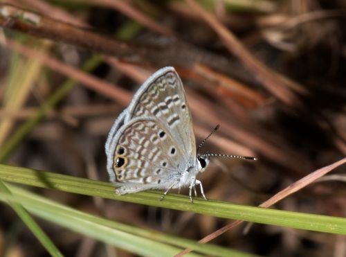 butterfly ceraunus blue insect