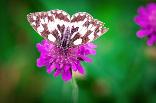 butterfly flower purple
