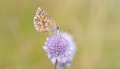 insect nature live