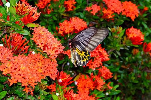 butterfly flower butterfly flower