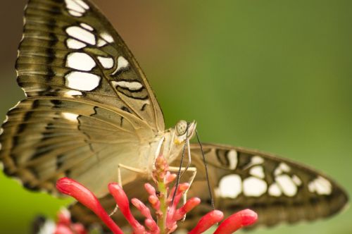 butterfly insect spots