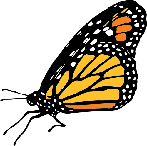 butterfly monarch animal