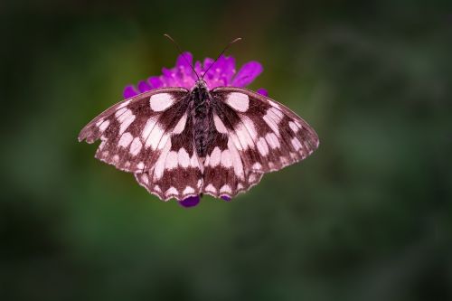 butterfly chess board women's board