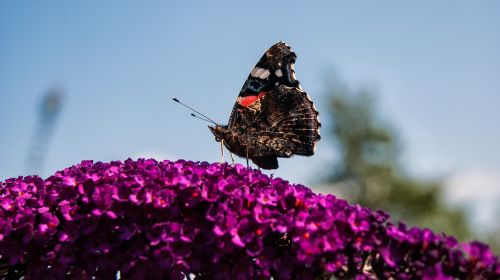 butterfly flower outdoor