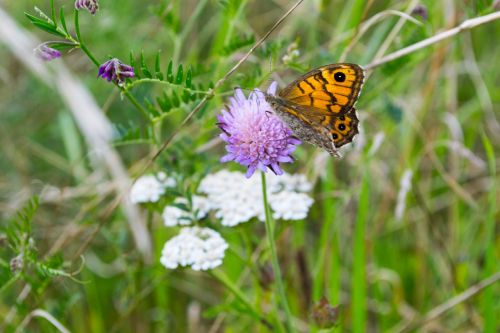 butterfly flower insect