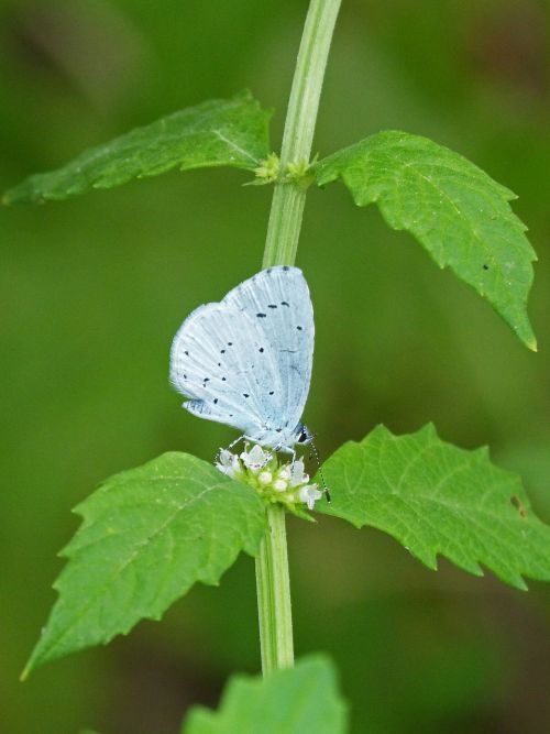 butterfly turquoise mediterranean glaucopsyche melanops