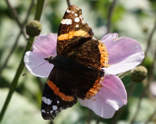 butterfly pink flower