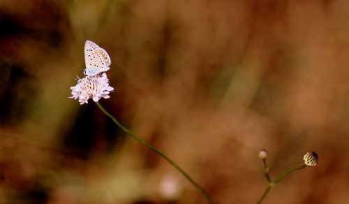 butterfly blue insecta