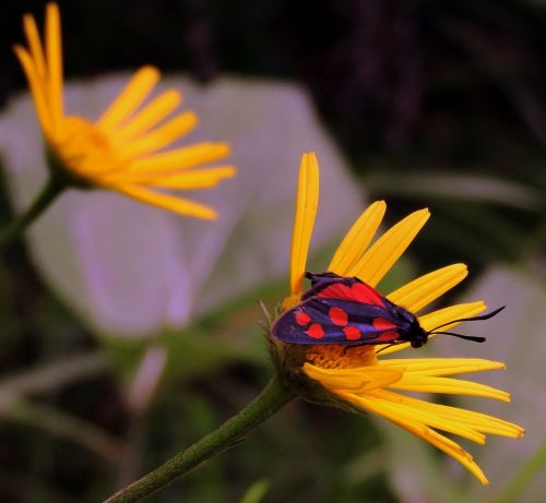 butterfly flower beauty