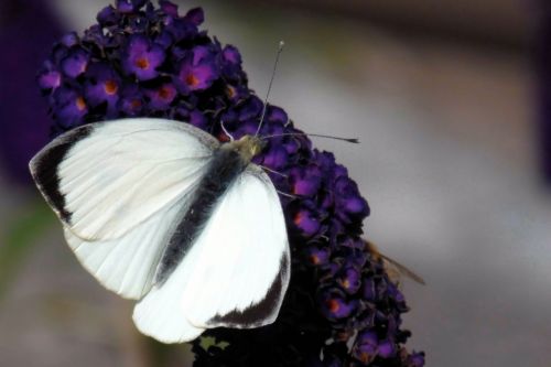 butterfly white insect