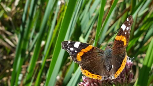 butterfly flower insect