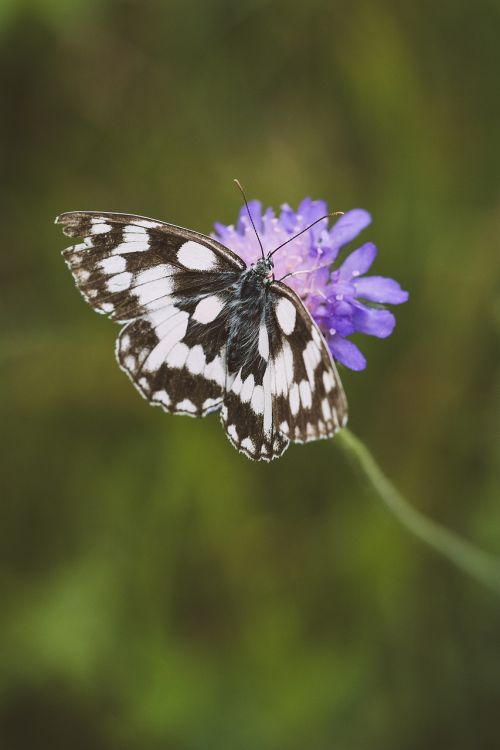 butterfly chess board women's board