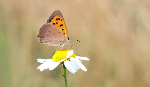 insect nature live