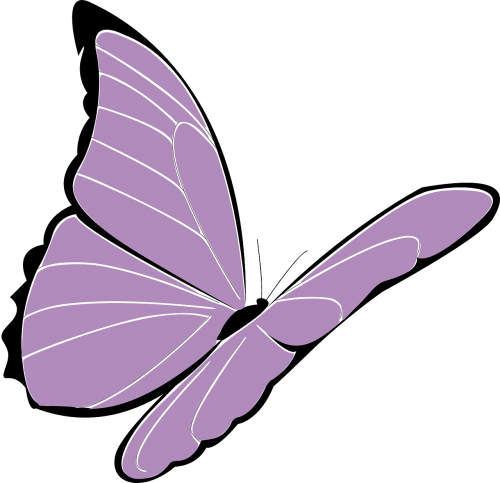 butterfly purple violet