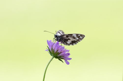 butterfly chess board women's board