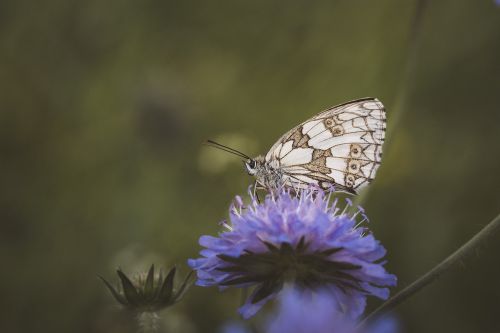 butterfly chess board women's board