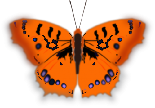 butterfly insect animal