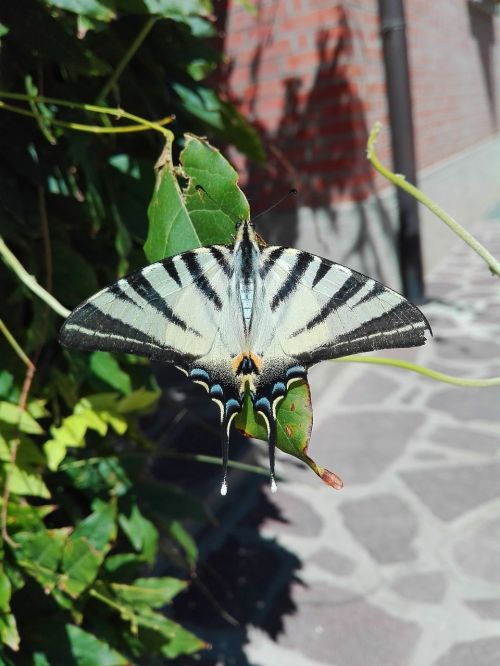 butterfly summer ali