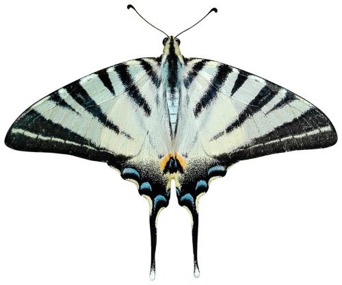butterfly png transparent