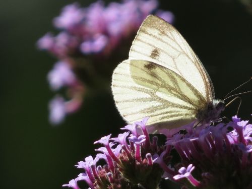 butterfly lilac macro