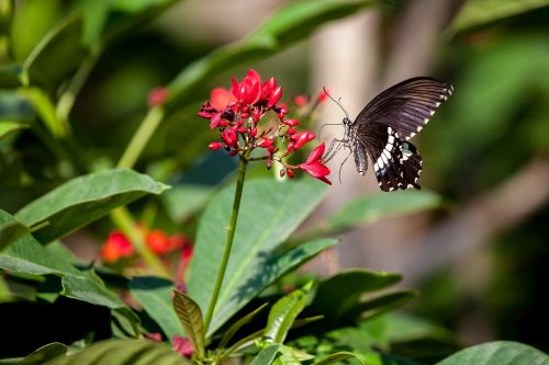 butterfly insect flowers