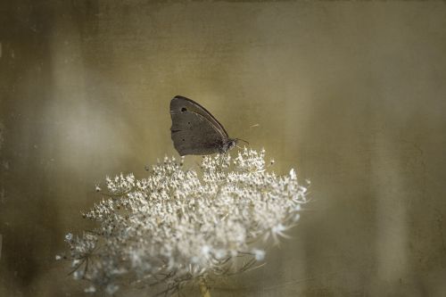 butterfly meadow brown blossom