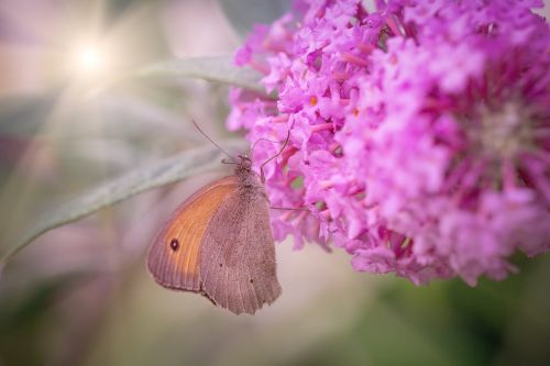 butterfly meadow brown edelfalter