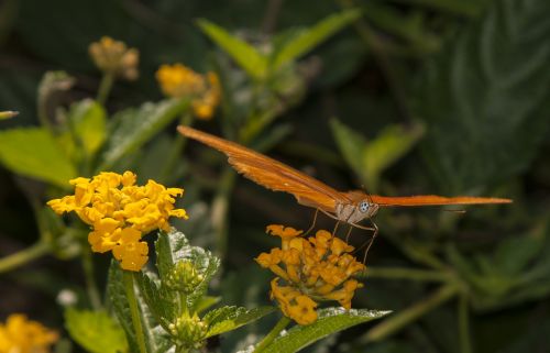 butterfly insect nature