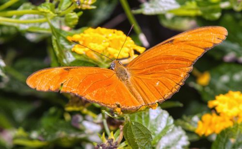 butterfly flower insect