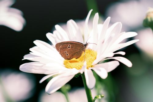 butterfly chimney sweep aphantopus hyperantus