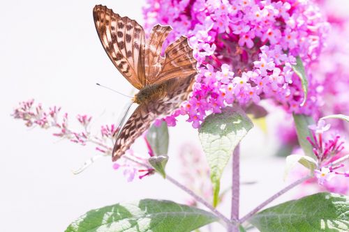 butterfly fritillary edelfalter