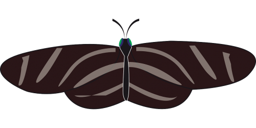 butterfly insect animal
