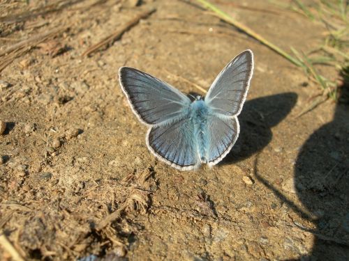 butterfly blue