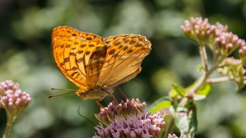 butterfly close orange