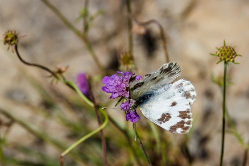 butterfly close white