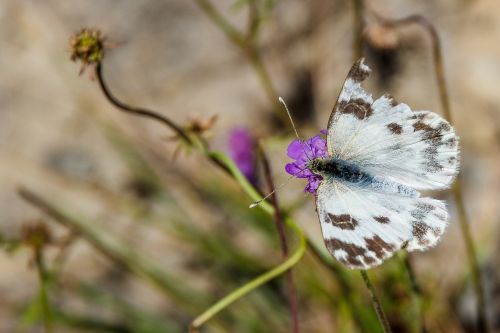 butterfly close white