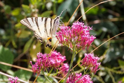 butterfly close white