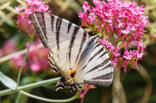 butterfly close white