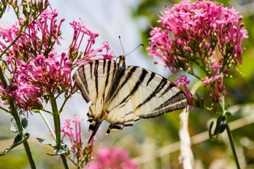 butterfly close white