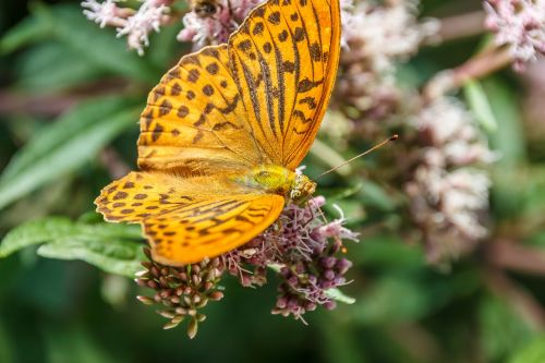 butterfly close orange