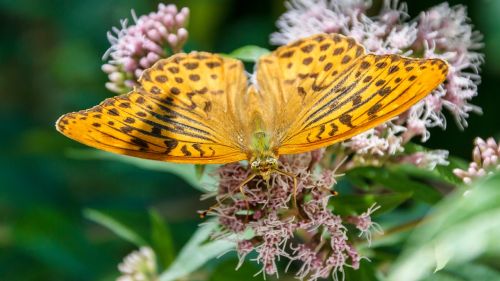 butterfly close orange