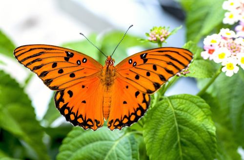 butterfly animal macro