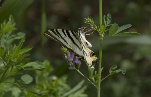 butterfly scarce swallowtail morocco