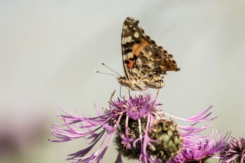 butterfly flower insect